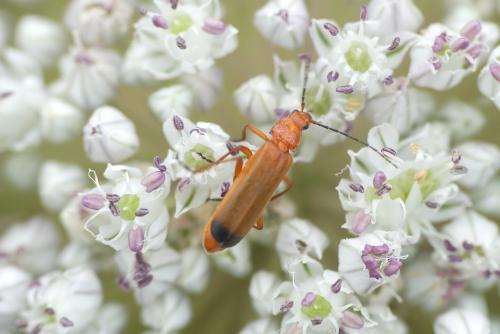 Rhagonycha fulva